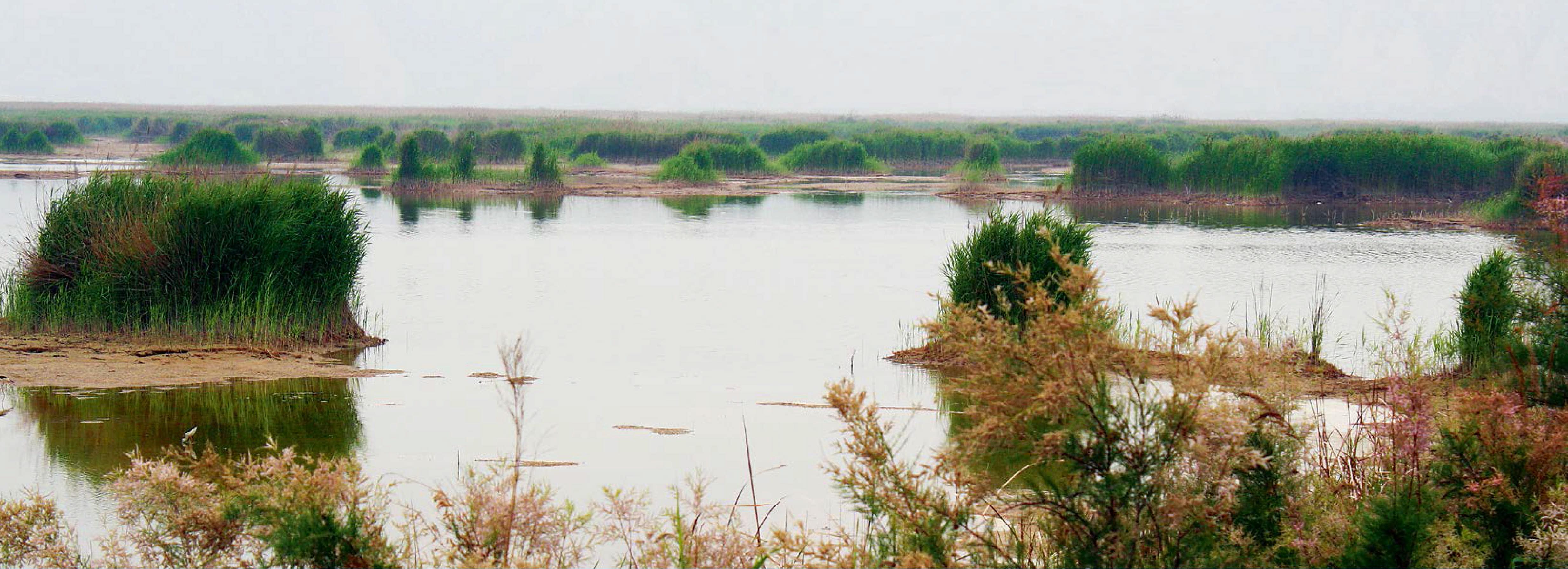 我國(guó)鳥類遷徙重要驛站和越冬地——陜西黃河省級(jí)自然保護(hù)區(qū)